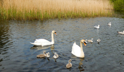 Family of swans and cygnets with predatory seagulls on the water in the background
