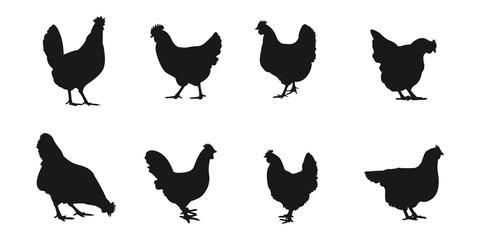 silhouettes of hen chicken. vector Illustration