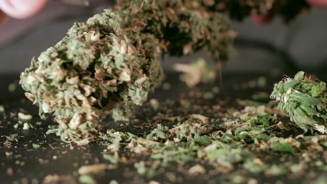 Manual processing of cannabis buds of medical marijuana with old scissors. hands