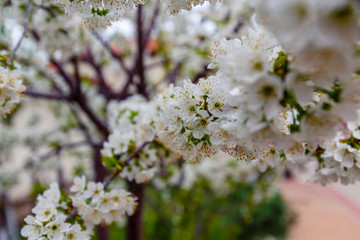 Spring cherry blossom in the garden.Lots of white cherry blossoms on a branch