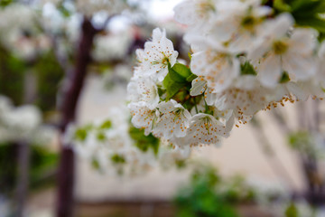 Spring cherry blossom in the garden.Lots of white cherry blossoms on a branch