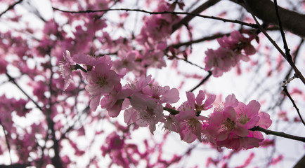 Frühling in Freiburg im Breisgau