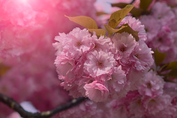 Close up of beautiful pink cherry blossom-sakura flower. Springtime blooming plants. Selective focus and blurred background. Spring nature.