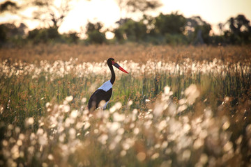 Saddle-billed stork