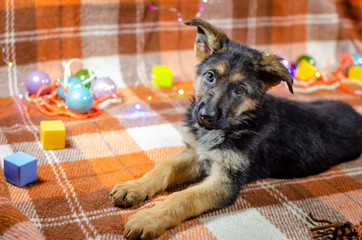 2 month old dog with toys. German Shepherd puppy on a checkered color background. A puppy is looking at camera. Too cute