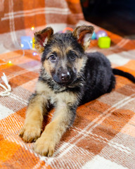 2 month old dog with toys. German Shepherd puppy on a checkered color background. A puppy is looking at camera. Too cute