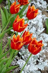  beautiful red fluffy tulips in the flowerbed