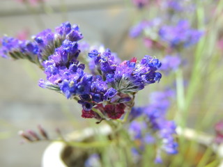 bunch of lavender on green background