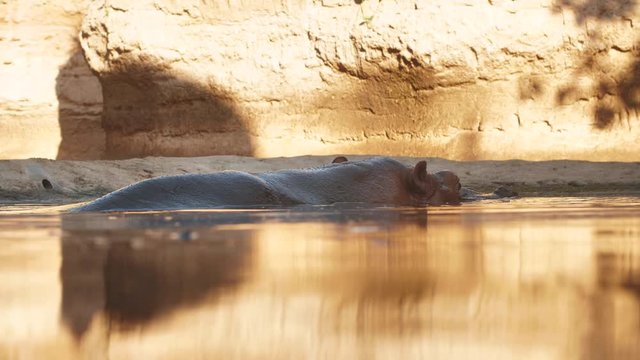 Hippo swims in the river in the evening.