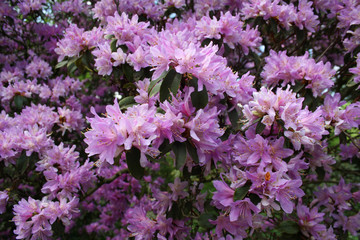 purple flowers in the garden