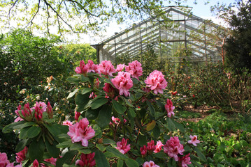 Flowers in the garden