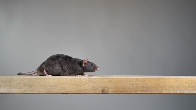 braune Wanderratte rennt durch das Bild, slow motion, Studioaufnahme