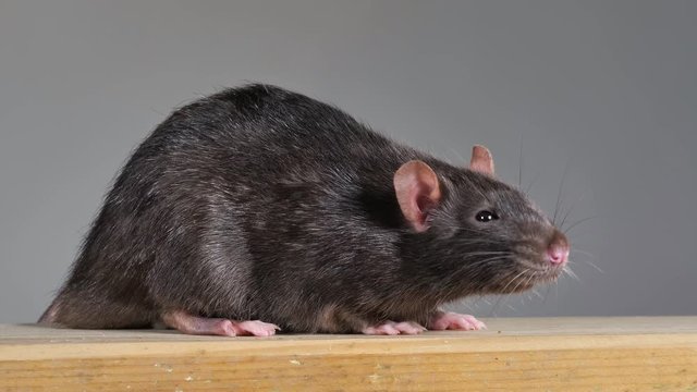 braune wilde Ratte schn&uuml;ffelt und l&auml;uft, Studio, Nahaufnahme. 50fps