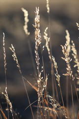 Amber Grasses & Wheat In Countryside Of Colorado, Sunshine Field Grasses At Sunset