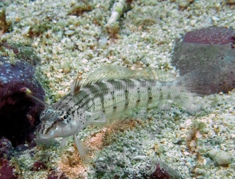 A Yellowbar Sandperch (Parapercis xanthozona)