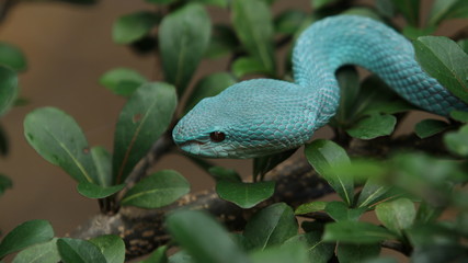 Blue Viper Trimeresurus insularis is a venomous pit viper subspecies found in Indonesia and East Timor.