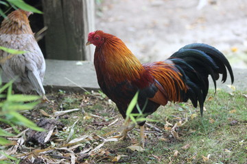 Wunderschöne Tiere aus dem Tierpark in Schönbrunn Wien