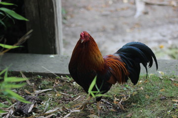 Wunderschöne Tiere aus dem Tierpark in Schönbrunn Wien