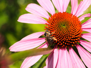 Bee on pink cone flower