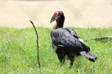 Wunderschöne Tiere aus dem Tierpark in Schönbrunn Wien
