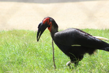 Wunderschöne Tiere aus dem Tierpark in Schönbrunn Wien