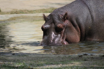 Wundersch&ouml;ne Tiere aus dem Tierpark in Sch&ouml;nbrunn Wien