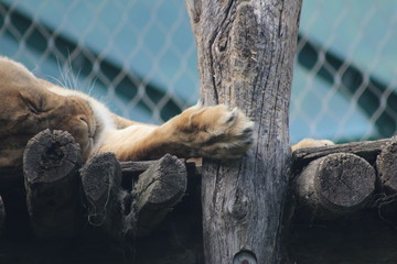 Wunderschöne Tiere aus dem Tierpark in Schönbrunn Wien