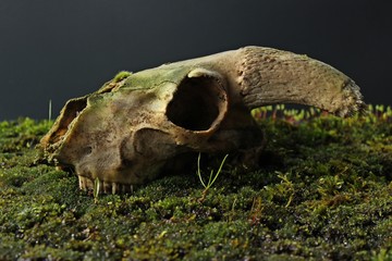 Schädel eines Schafes auf Moos