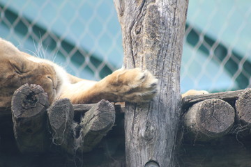 Wunderschöne Tiere aus dem Tierpark in Schönbrunn Wien