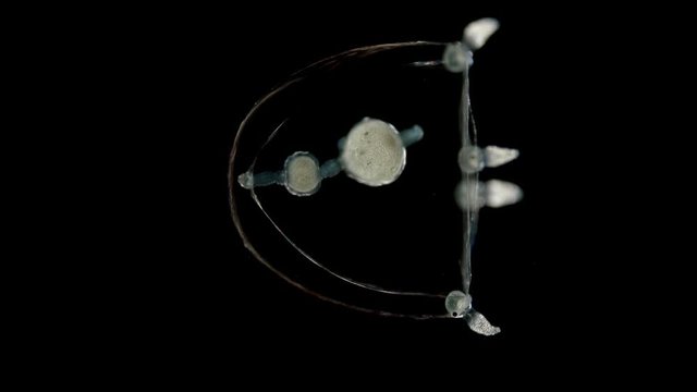 Corynidae family jellyfish under a microscope, Phylum Cnidaria, found in the Atlantic Ocean
