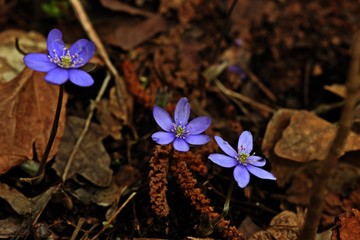Leberblümchen (Hepatica nobilis)
