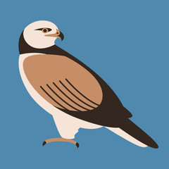 hawk ,  vector illustration,flat style,  profile side