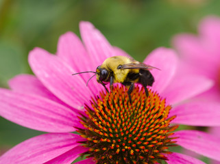 Bumble bee on a cone flower