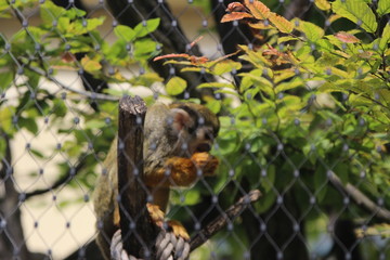 WUnderschöne Tiere im TIerpark vom Schloss schünbrunn
