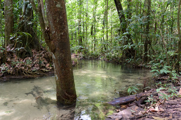 A small clear water pond in the tropical forest of the north of Brazil, wild environment and no...