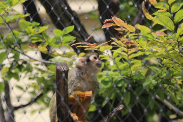 WUnderschöne Tiere im TIerpark vom Schloss schünbrunn