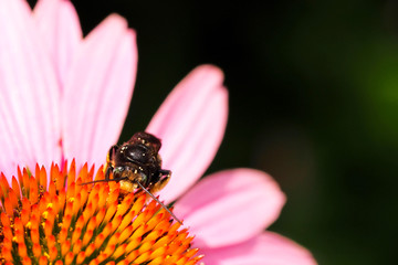 Bee on a cone flower