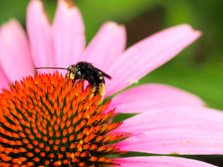 Small bee on a cone flower