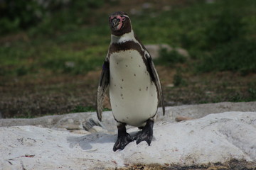 Naklejka premium WUnderschöne Tiere im TIerpark vom Schloss schünbrunn