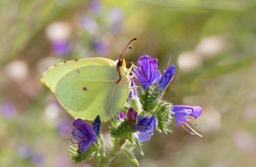 Common brimstone butterfly - Gonepteryx rhamni