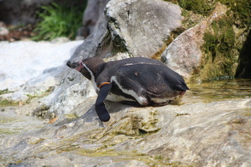 WUnderschöne Tiere im TIerpark vom Schloss schünbrunn