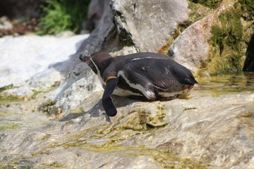 WUnderschöne Tiere im TIerpark vom Schloss schünbrunn