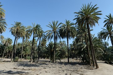 Fototapeta na wymiar Date palms in the Spanish city of Elche
