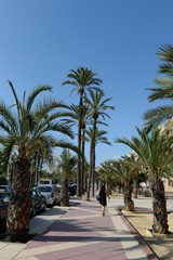 Fototapeta na wymiar Date palms in the Spanish city of Elche