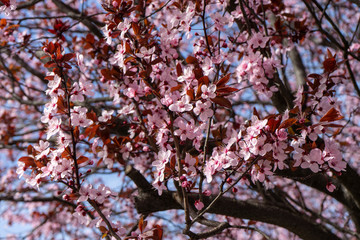 primavera anticipada : almendro en flor