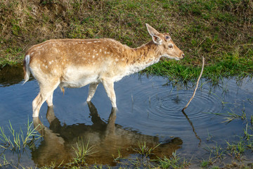 Ciervo en el agua