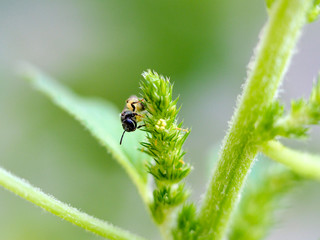 Small bee on a grass flower