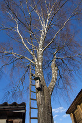 birdhouse hanging on a birch