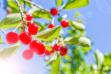 Red cherries on a branch with leaves, backlit