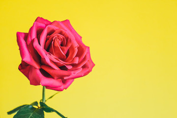One flower bright beautiful pink rose on a bright yellow background.